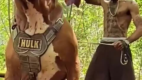 Hulk Dog || Cpr Vlog And Short #pitbull #short