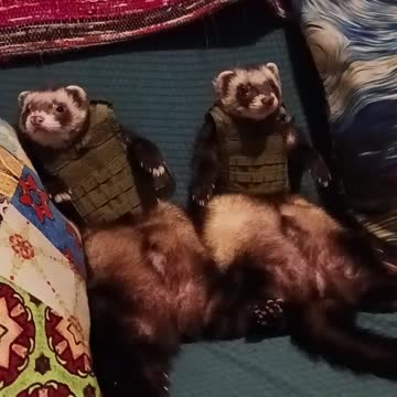 Tactical ferrets ready to deploy!!!