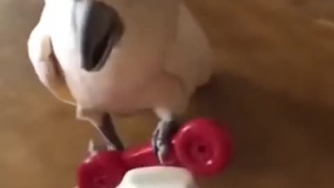 Hilarious cockatoo bird
