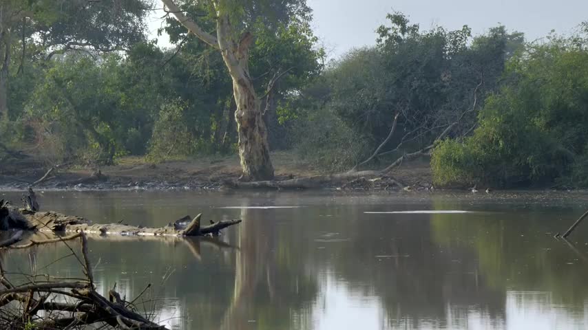 Africa's Wildlife