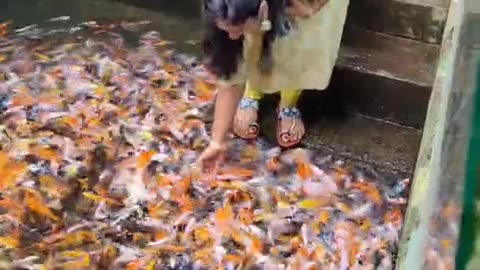 Fish Feed 🐠😍