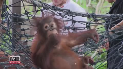 New Report Says Wildlife Population Dropped 69% Globally
