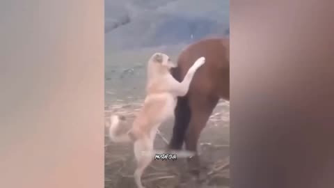 Funny Animals