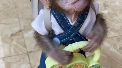 Funy monkey