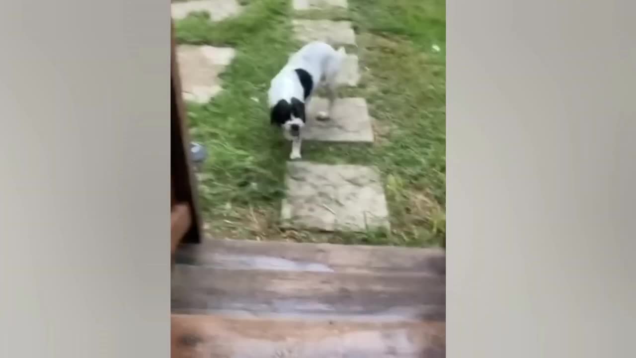 Funniest Animals Video 2022 _ Funny Cats Compilation _ Funny Animal Videos