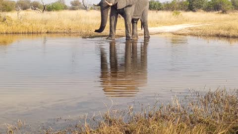 Elephant drinking water...