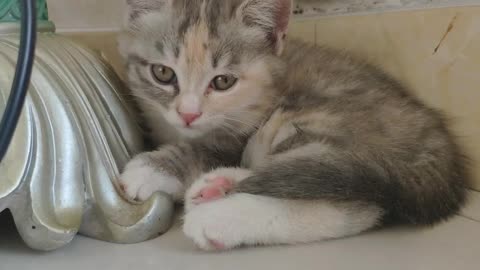 Cute pet healing system