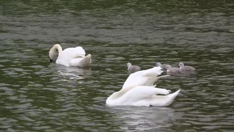 Swan Baby in Alaska