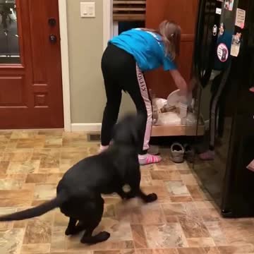 Good boy is springy 😍