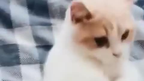 Funny Dogs and Cats😅