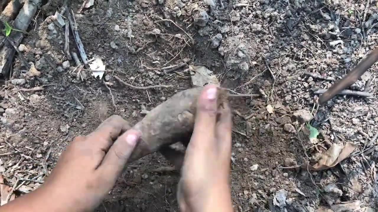 A hungry boy digging for wild yam for food in the wild. the lifestyle
