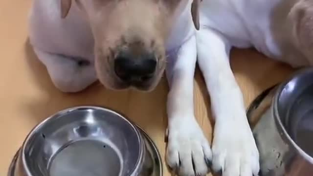 Dog refuses to eat chicken to show that he is hurt