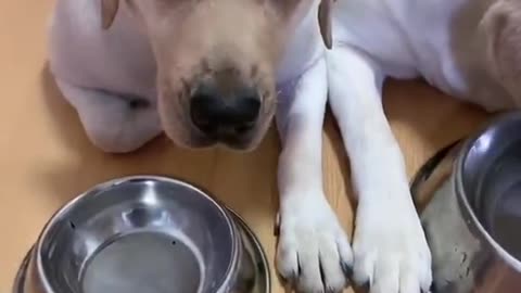 Dog refuses to eat chicken to show that he is hurt