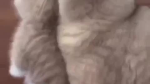 Cat video