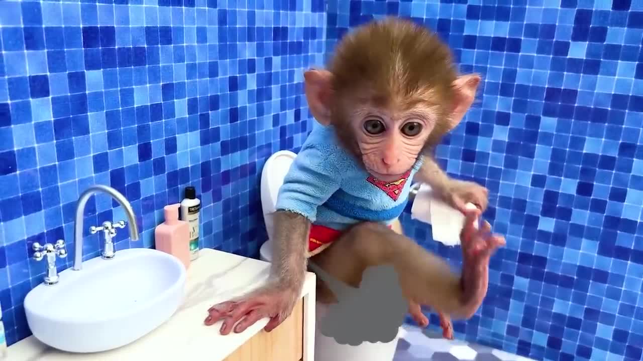 cute monkey in the toilet and grocery