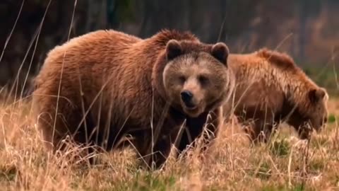 Brown bear