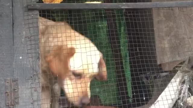Dogs Dog Funny By Shabbir78