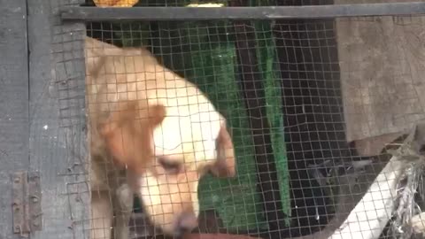 Dogs Dog Funny By Shabbir78
