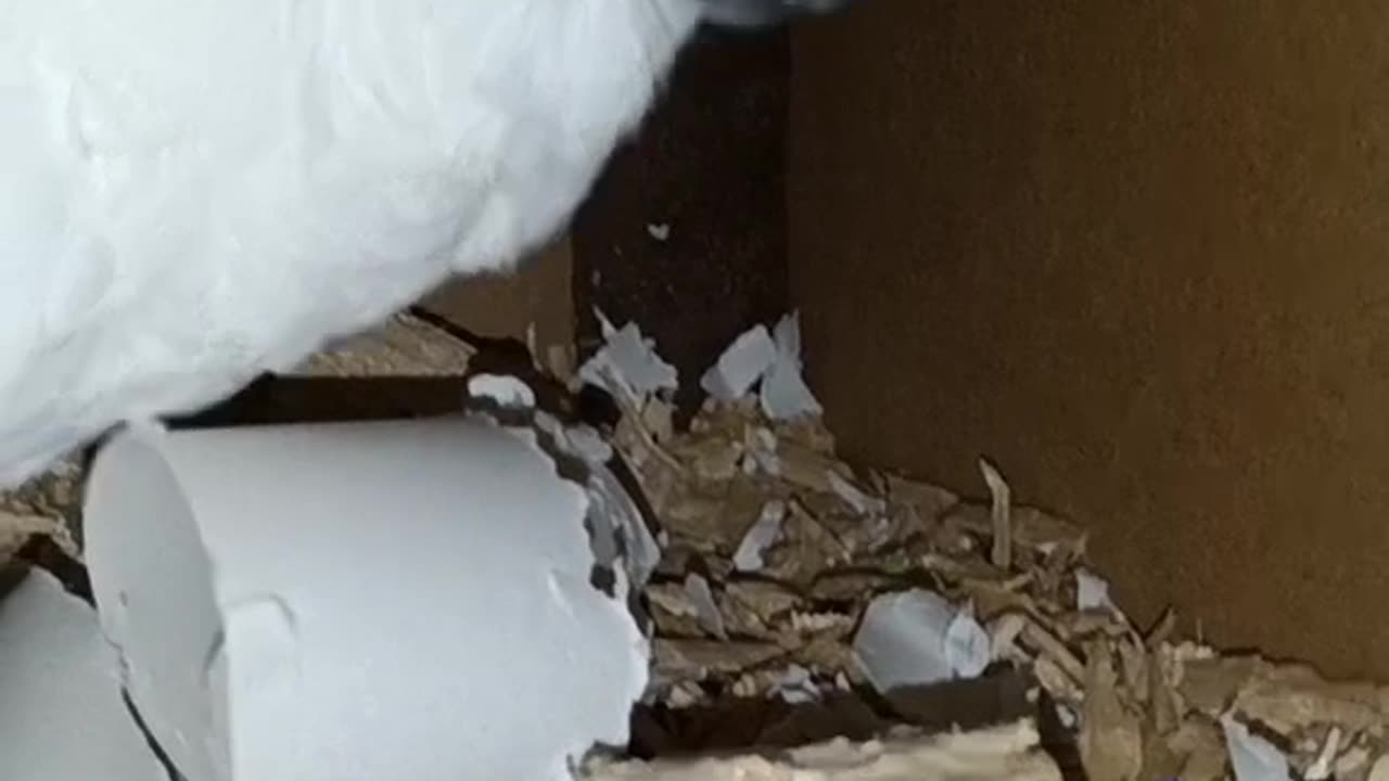 Bella the umbrella cockatoo shreds everything!