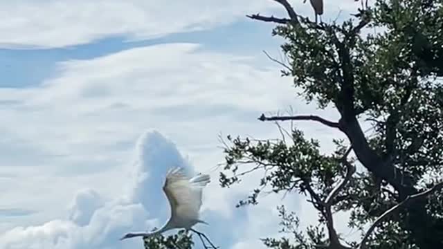 A bowl of spoonbillsAnd a great white egret