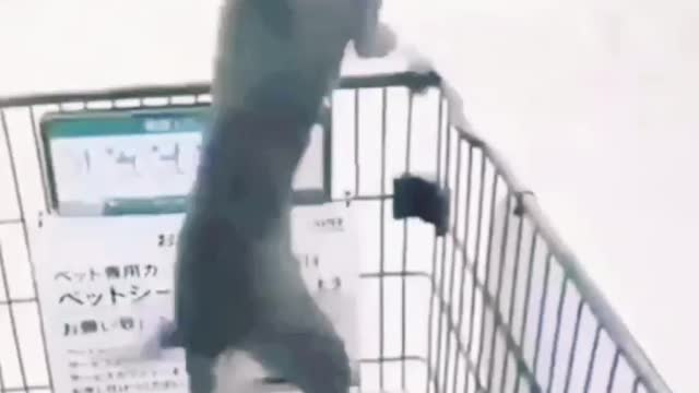 ПРИКОЛЫ С ЖИВОТНЫМИ 😺🐶 Смешные Животные Собаки Смешные Коты#2