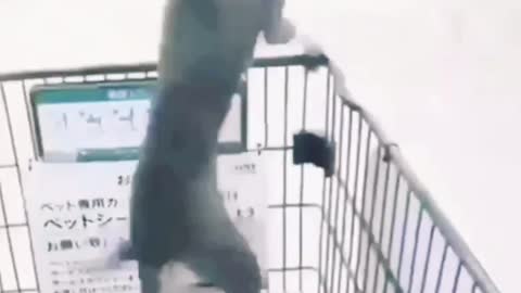 ПРИКОЛЫ С ЖИВОТНЫМИ 😺🐶 Смешные Животные Собаки Смешные Коты#2