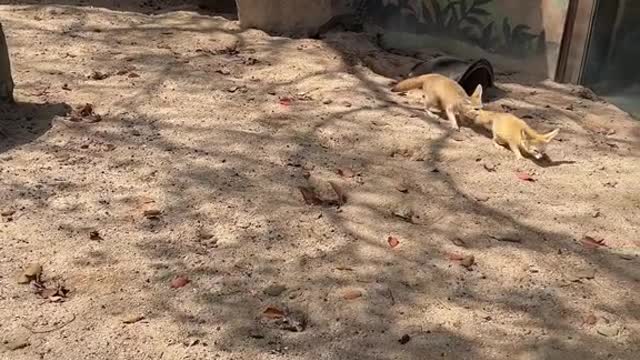 fox