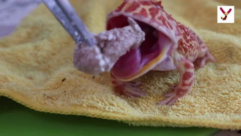Frogs have anti-freeze blood - Here are 10 interesting things about them