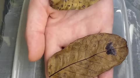 Animal