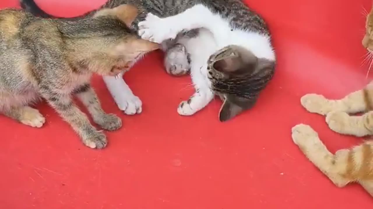 Cat funny video 😂😂
