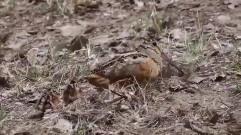 American Woodcock (Scolopax minor)🐦