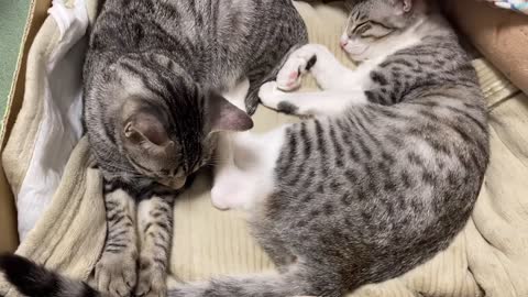 眠れないクララ