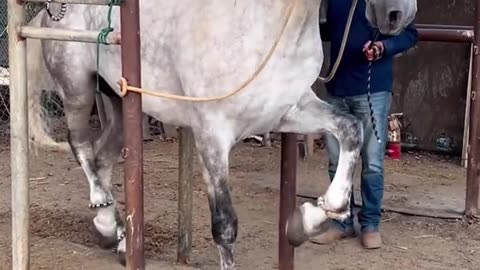 Horse Dan Tranning Video