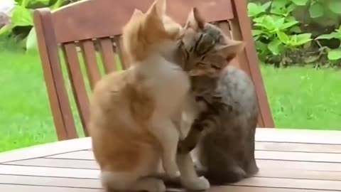 Cat love