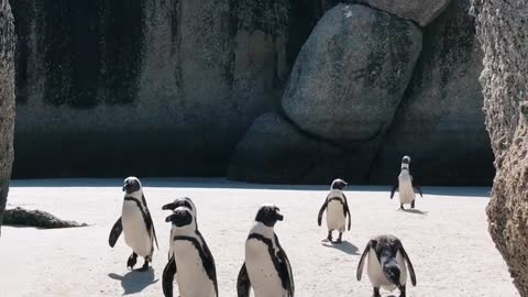Penguin walk by the ocean