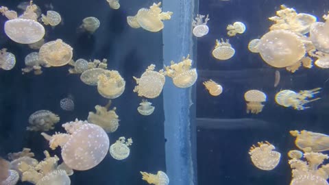 MoonJelly Fish-SEA Aquarium Singapore