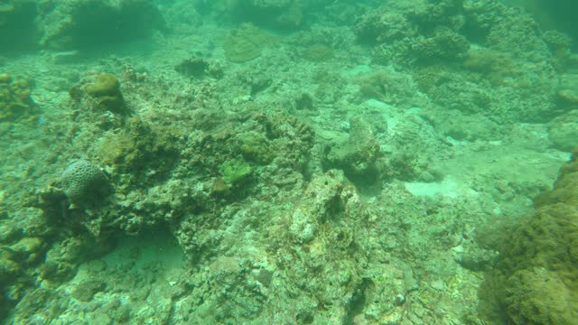 sea landscape fishes