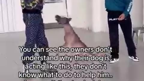 Funny animal