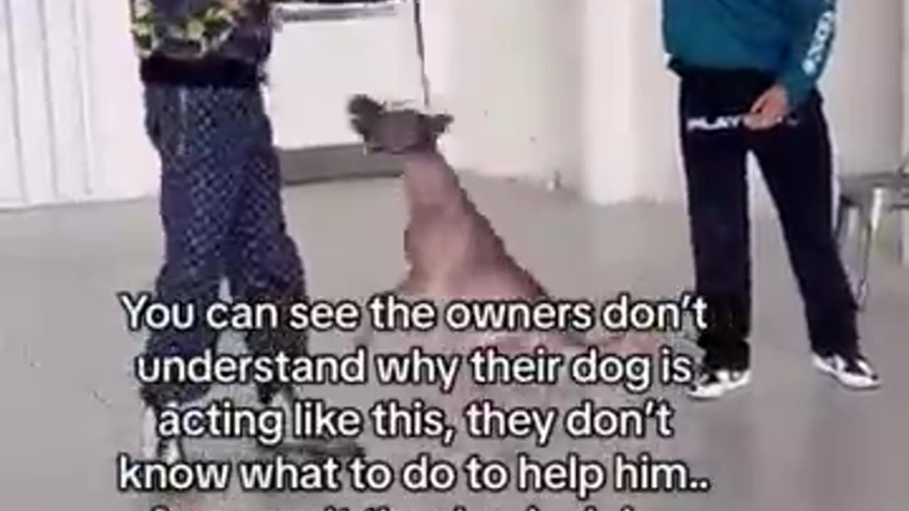 Funny animal