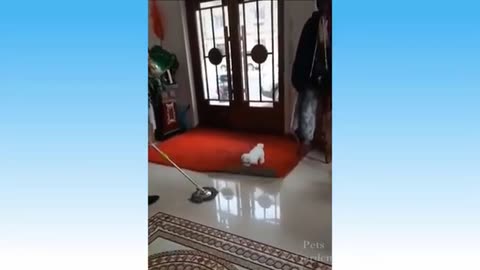 Funny animals
