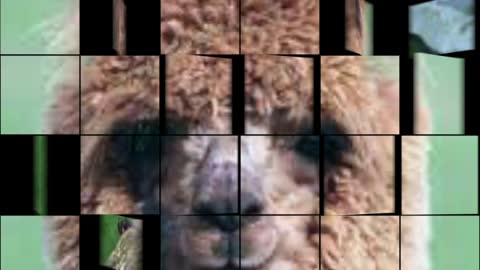 cute animal compilation part 2.