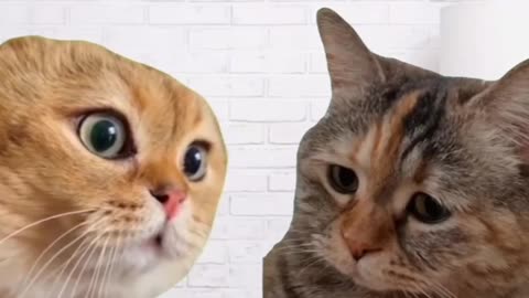 Funny cat conversation