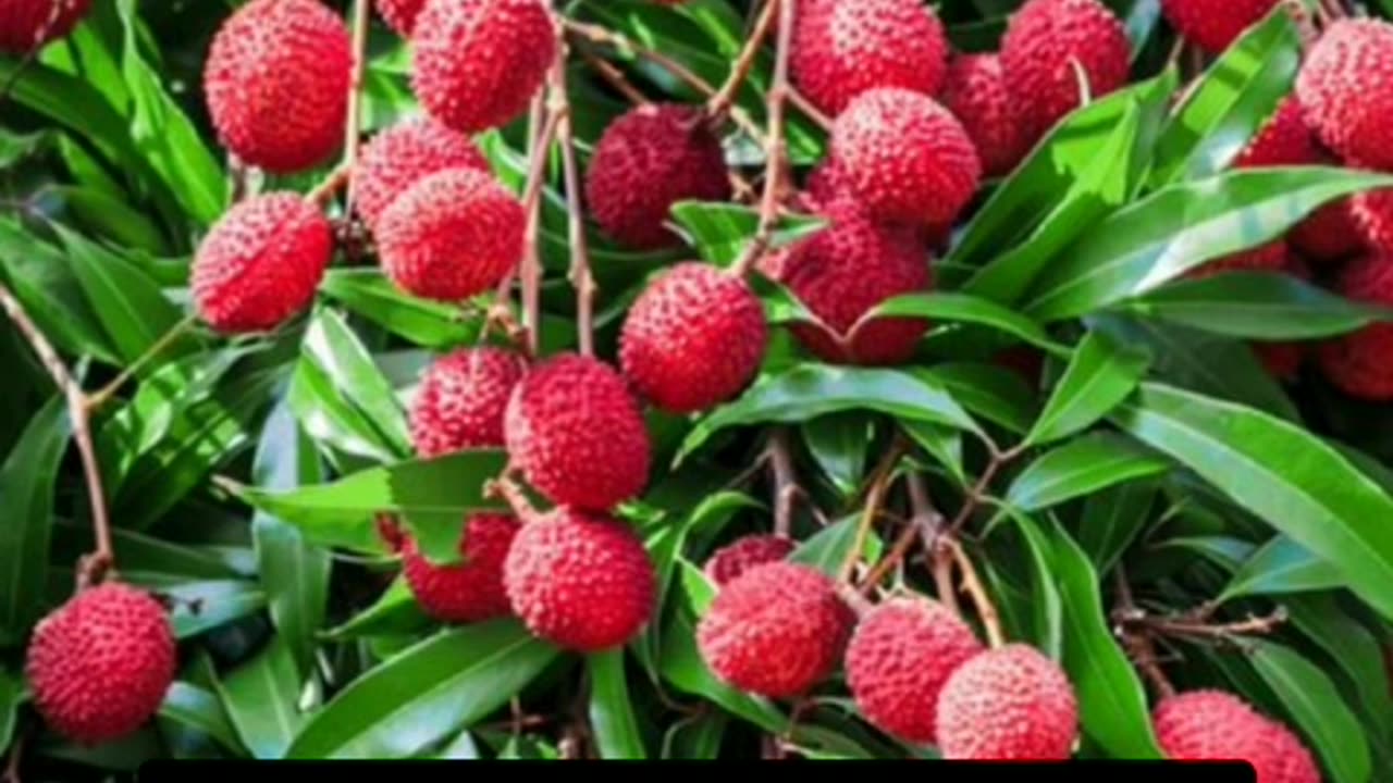 Skin glow with lychees beauty unleashed