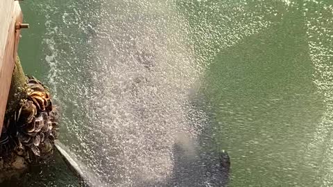 Manatee Swims Over to Enjoy Fresh Water Spray