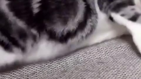 Self Cleaning Cat Brush