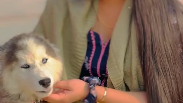 Dogs video