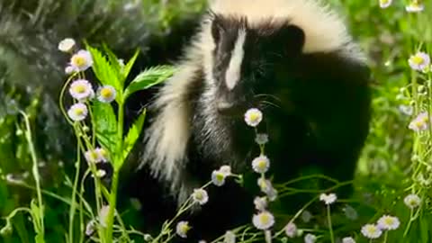 the poor wounded skunk was rescued by the woman and cared for until it grew up