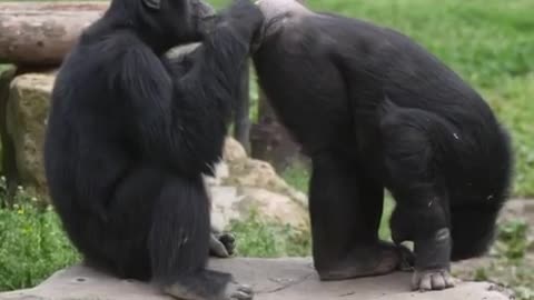 wtf is going on here.