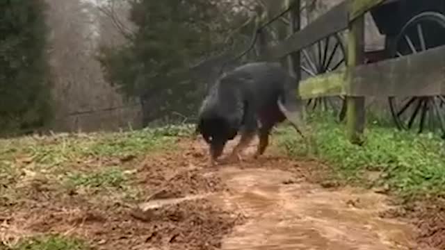 Meet the irrigation dog....good job buddy