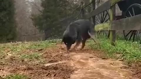Meet the irrigation dog....good job buddy